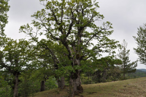 Aspromonte - Rovere Meridionale (Quercus Petraea)
